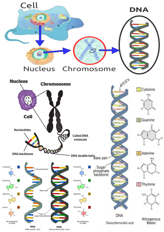 DNA decoded & RNA reloaded — Steemit