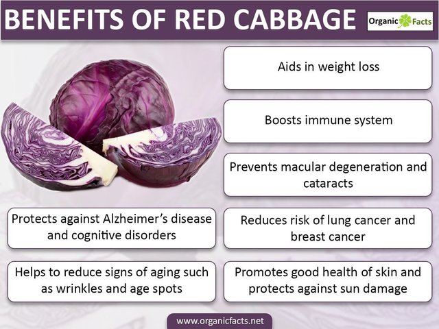 kompliceret publikum Skat Red cabbage vs Green cabbage — Steemit