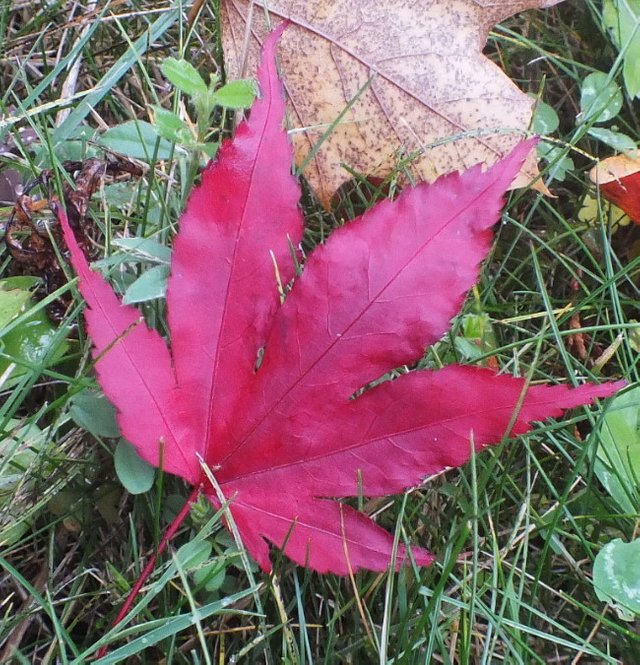 MapleLeaf