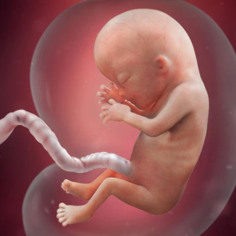 how do babies breathe in the womb reddit