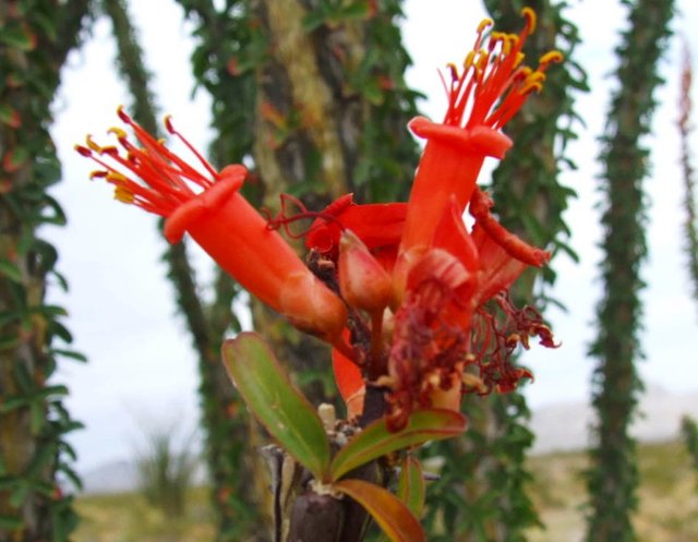 ChollaCactus