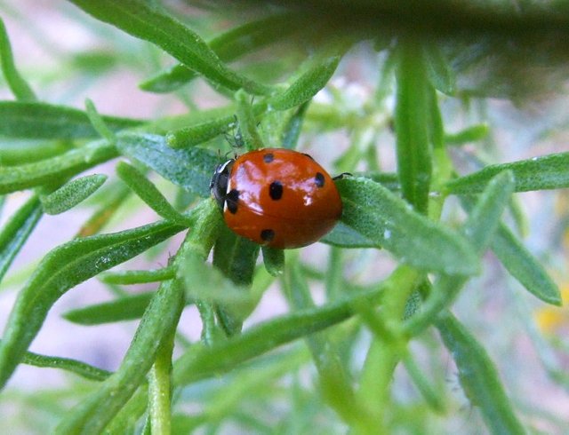 Ladybug
