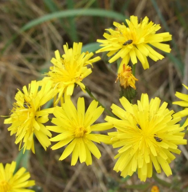 YellowFlowers