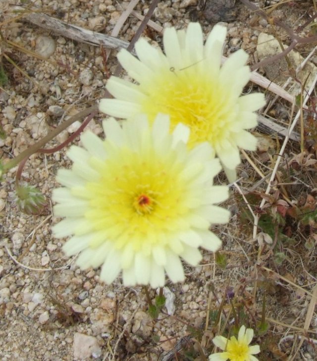 YellowFlowers