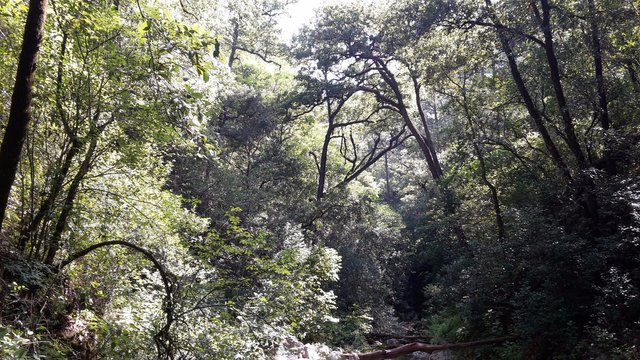 el bosque de la estanzuela