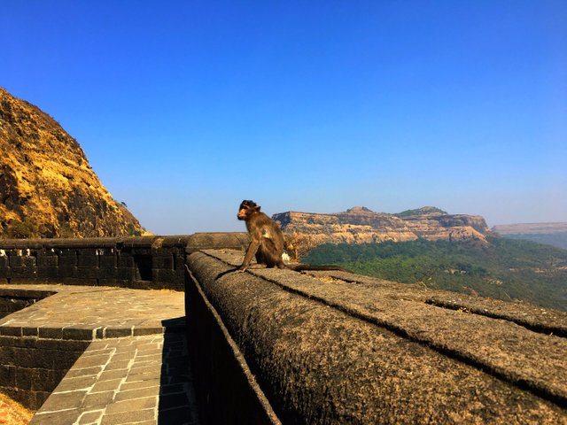 monkeylohagad