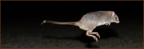 Image of bettongt