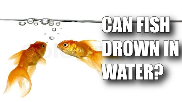 Can Fish Drown? — Steemit