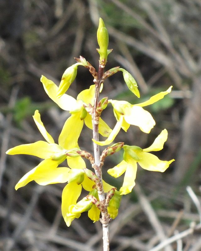 Forsythia