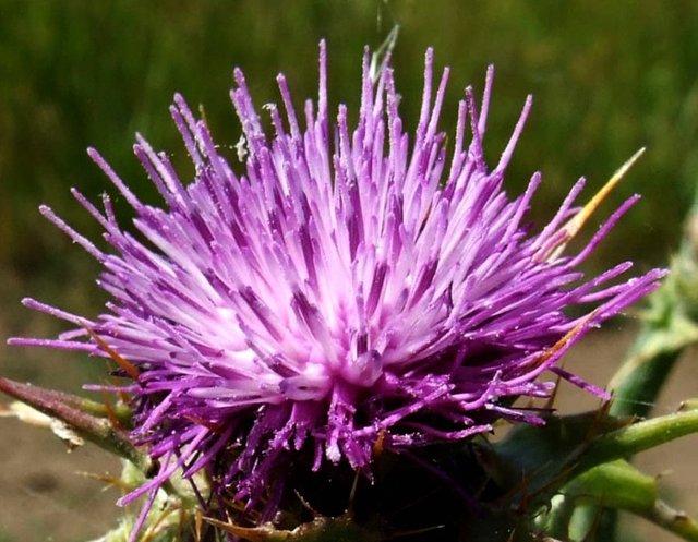 Thistle