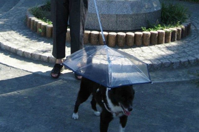 Dog_Umbrella.jpg