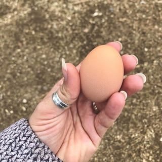 farmstead farmsteadsmith egg chicken chickenegg