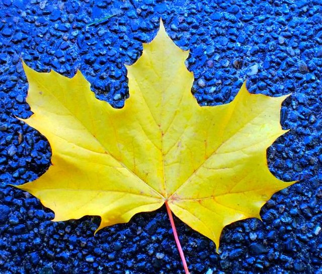 Leaf
