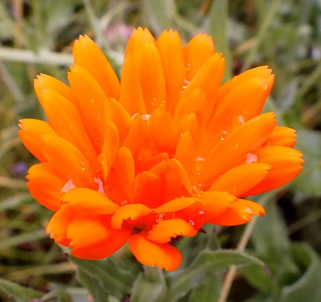 Calendula