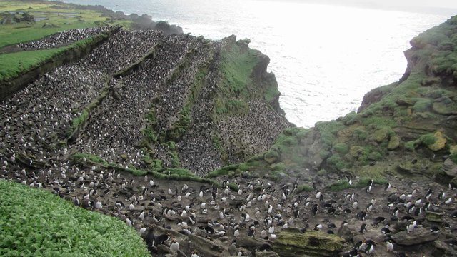 Macaroni penguin colony on Marion Island