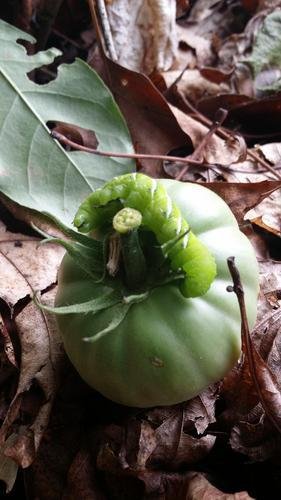 Tomato 2017-Caterpillar 2