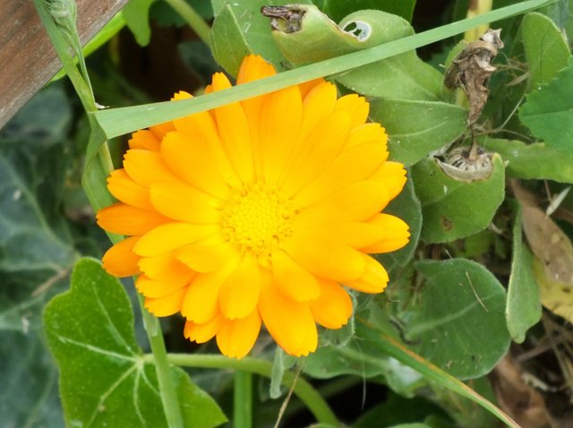 Calendula