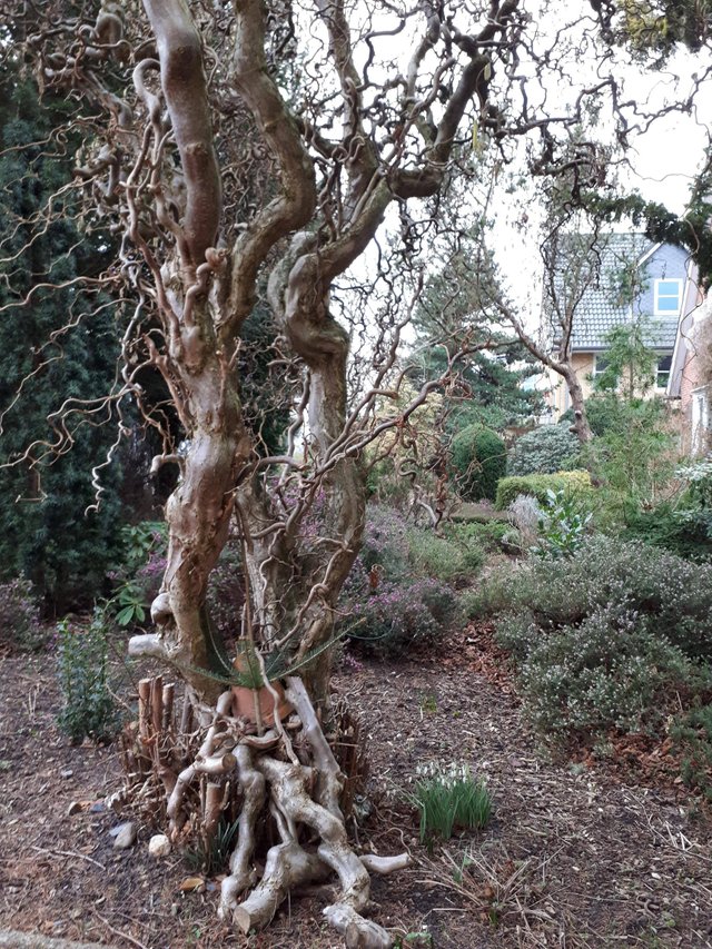 Dancing Tree-Couple