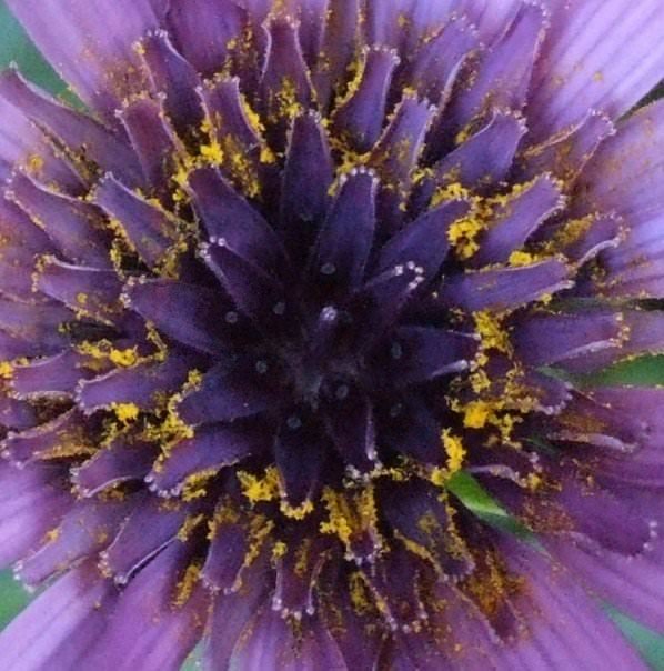 PurpleFlower