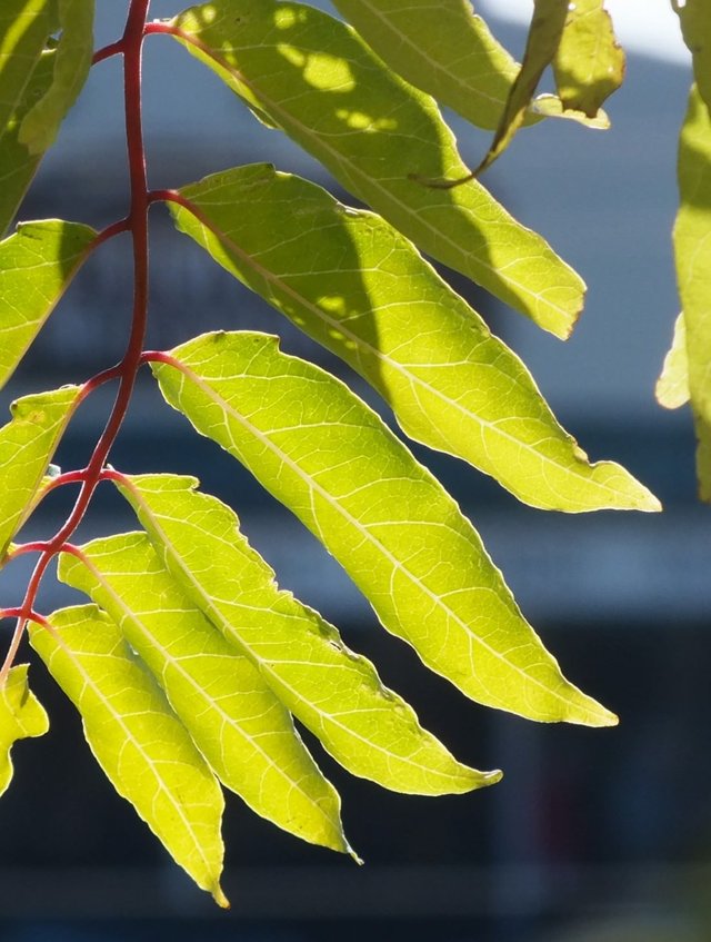 Leaves