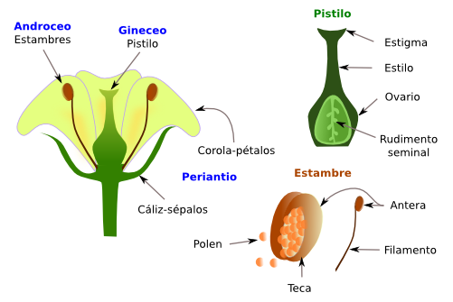 La flor ¿Realmente Femenina? Disección de Hibiscus rosa sinensis — Steemit