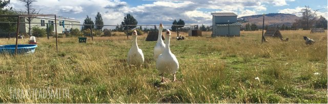 farmsteadsmith farmstead geese