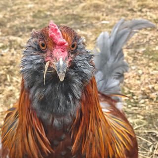 farmstead farmsteadsmith rooster chicken oliveegger