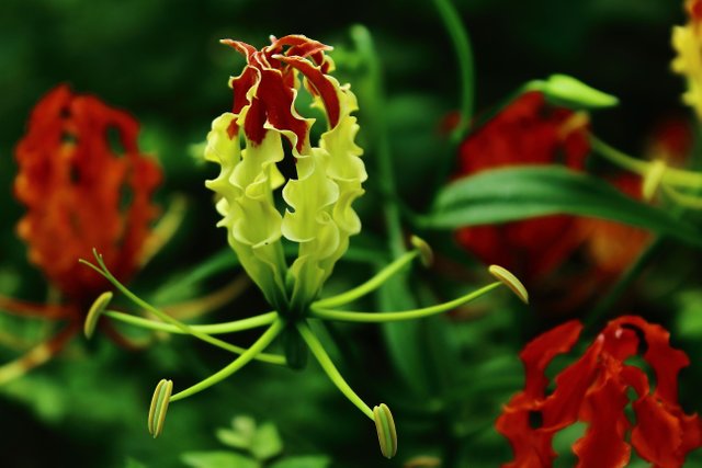 Paling Populer 30 Bunga  Lili Berkembang  Biak  Dengan  