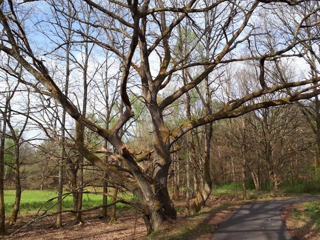 Mein Freund der Baum