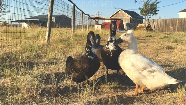 farmsteadsmith farmstead ducks
