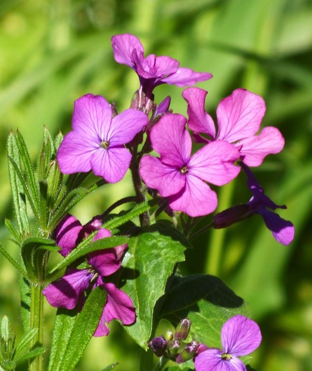 PurpleFlowers