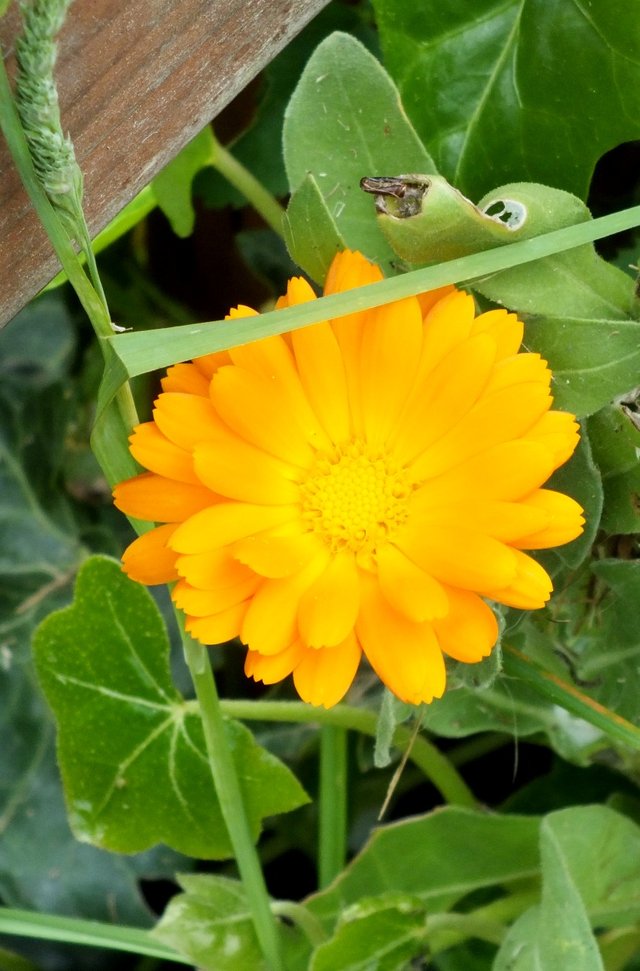 Calendula