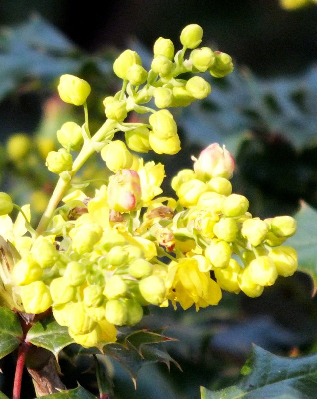 Mahonia