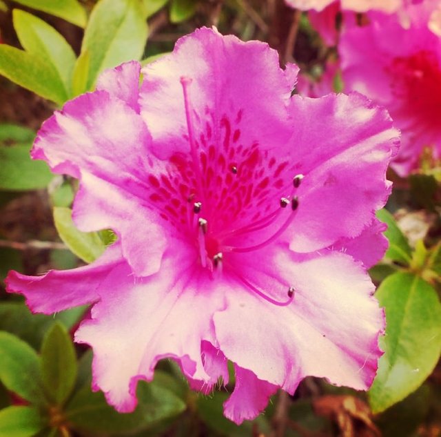 Macro flower