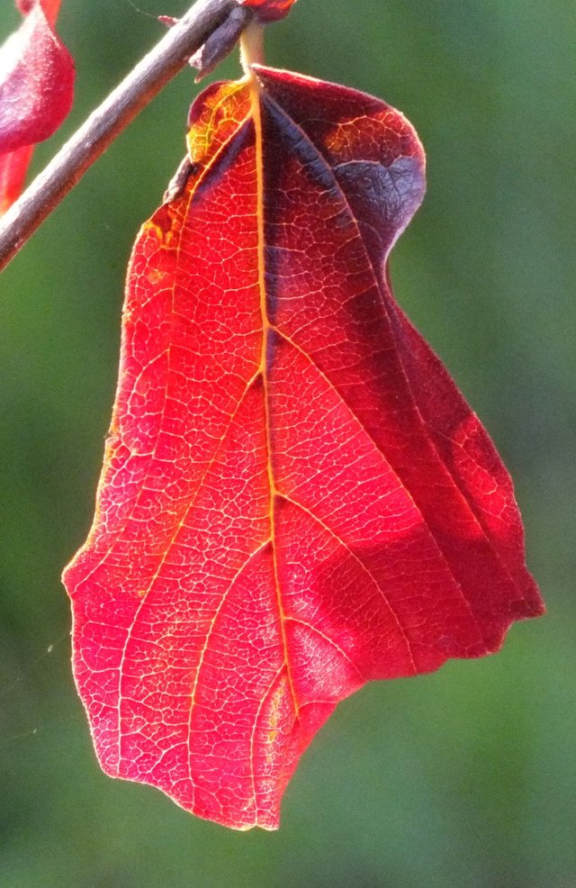 RedLeaf