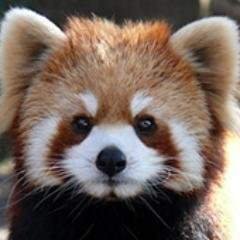 randomred-panda2