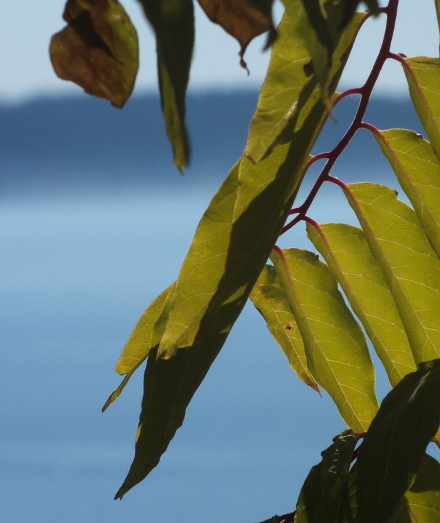 Leaves