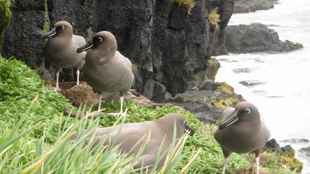 Sooty Albatross