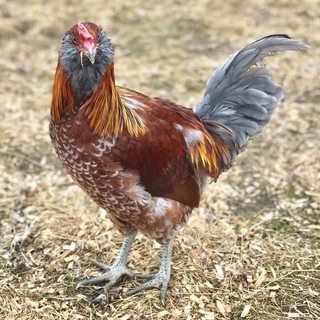 farmstead farmsteadsmith rooster chicken oliveegger