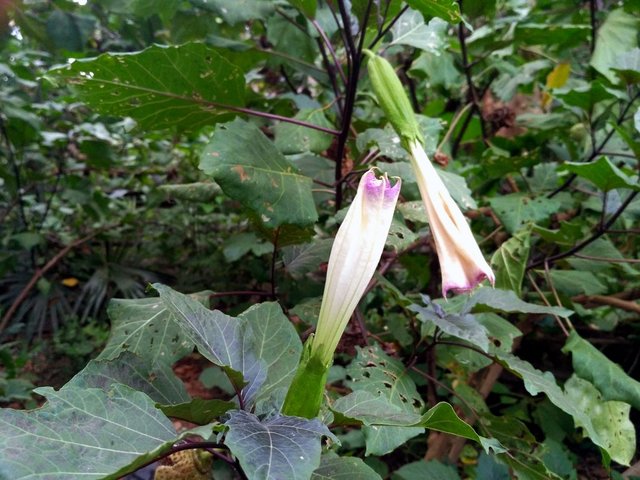 Do Not Try To Eat This Eggplant Crazy Eggplant Datura Metel Steemit