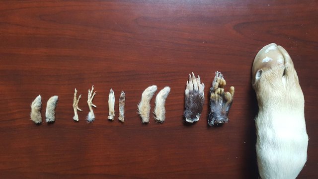 Collection of animal feet