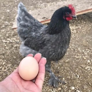 farmstead farmsteadsmith langshan chicken egg