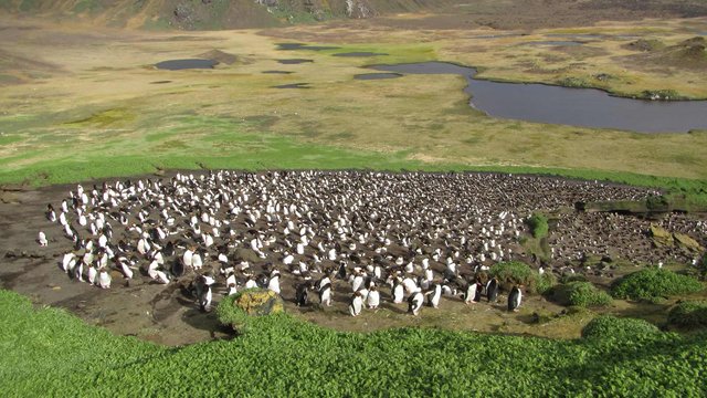 Macaroni penguin colony on Marion Island