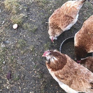 farmstead farmsteadsmith chickens oopsieegg egg faverolles