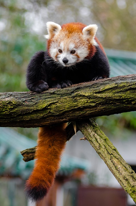 randomred-panda