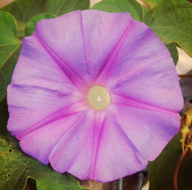 Macro flower