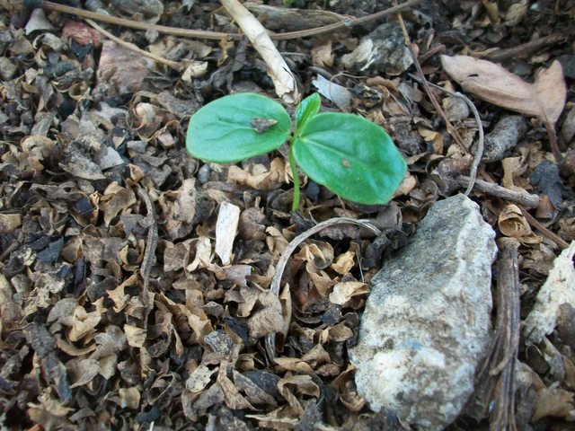 Planta pequeña de Pasiflora Edulis