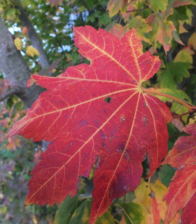 Fall leaf