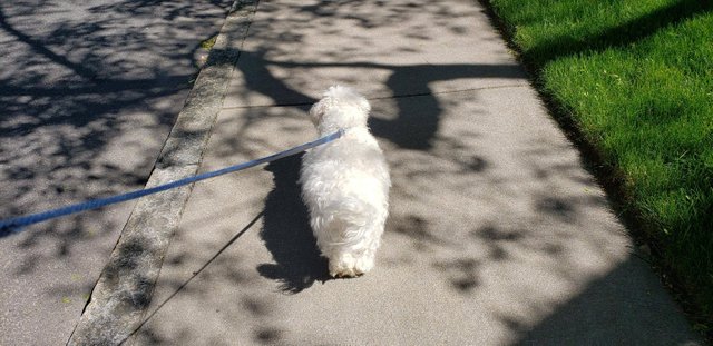 Little white dog on a leash out for a walk.