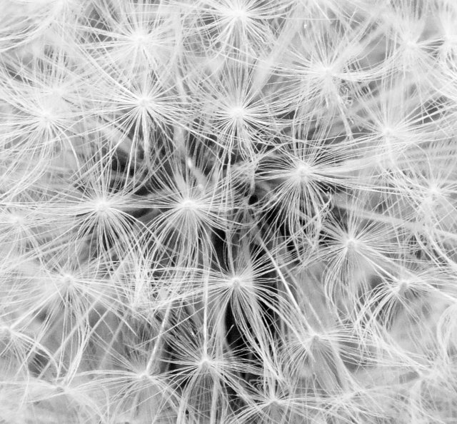 Dandelion